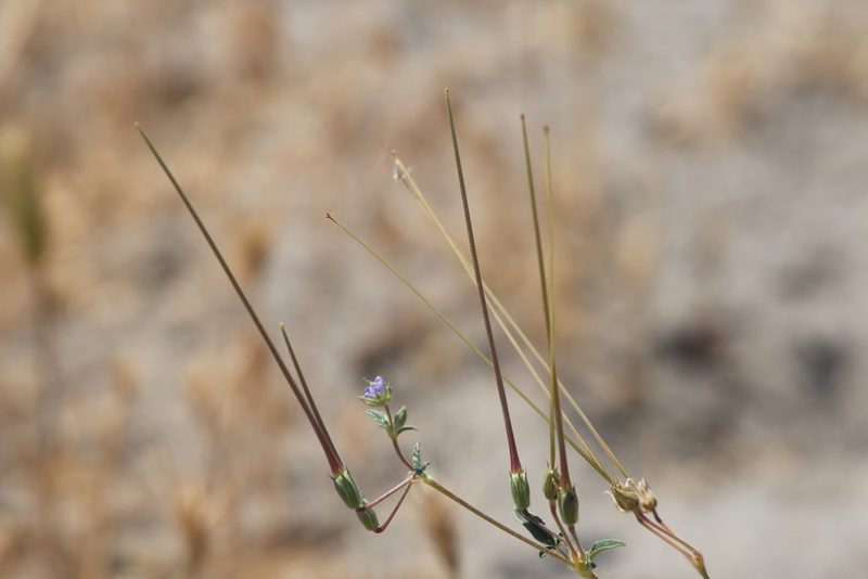 Erodium oxyrhinchum, photographed by Вячеслав Юсупов