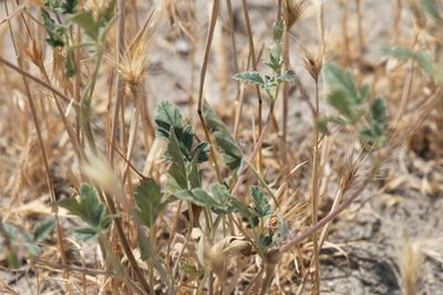 Erodium oxyrhinchum, photographed by Вячеслав Юсупов