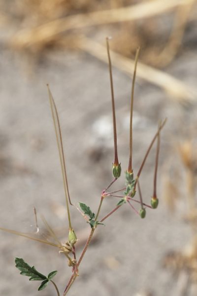 Erodium oxyrhinchum, photographed by Вячеслав Юсупов