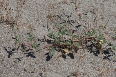 Erodium oxyrhinchum, photographed by Вячеслав Юсупов
