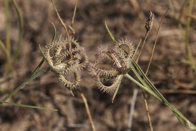 Koelpinia linearis, photographed by Вячеслав Юсупов
