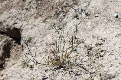Koelpinia linearis, photographed by Вячеслав Юсупов