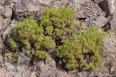 Ericameria nana, photographed by Tim Messick