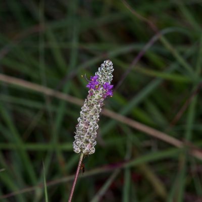 Dalea tenuis, photographed by Michelle W. （鍾偉瑋）