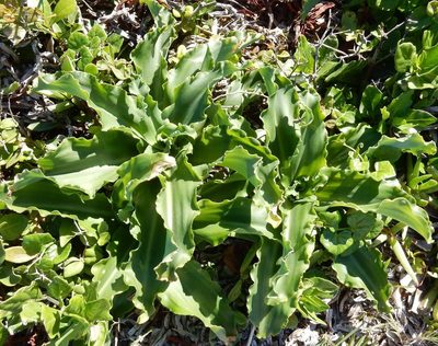 Veltheimia bracteata, photographed by Henry de Lange