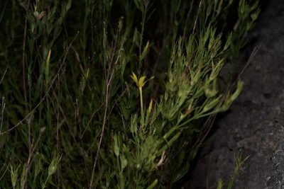 Menodora longiflora, photographed by Michelle W. （鍾偉瑋）