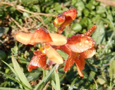 Tritonia laxifolia, photographed by Henry de Lange