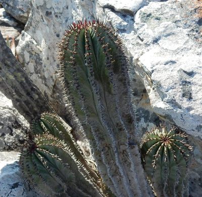 Euphorbia polygona, photographed by Henry de Lange