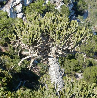Euphorbia tetragona, photographed by Henry de Lange