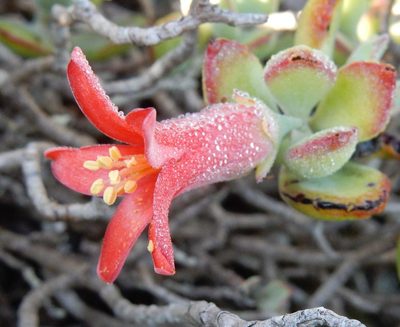 Cotyledon woodii, photographed by Henry de Lange