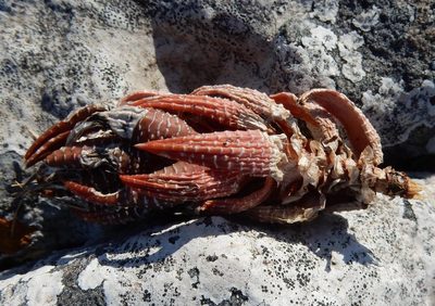 Haworthiopsis coarctata, photographed by Henry de Lange