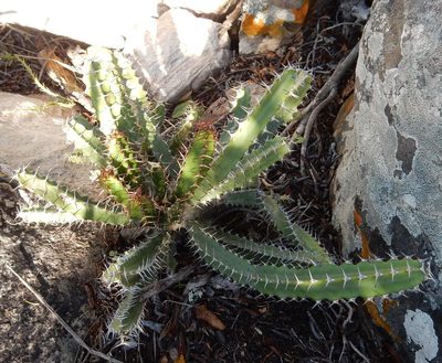 Euphorbia caerulescens, photographed by Henry de Lange