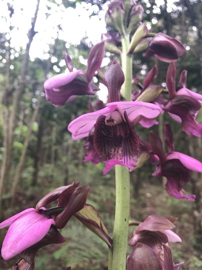 Eulophia horsfallii, photographed by Amelia Tauber