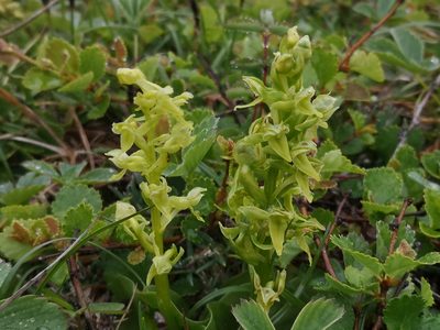 Platanthera hookeri, photographed by Todd Boland