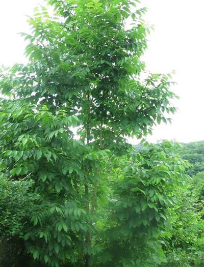 Fraxinus mandshurica, photographed by Repina Tatyana