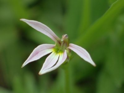 Lobelia chinensis, photographed by 葉子