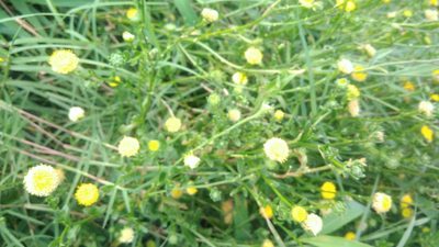 Kalimeris hispida, photographed by koala0090