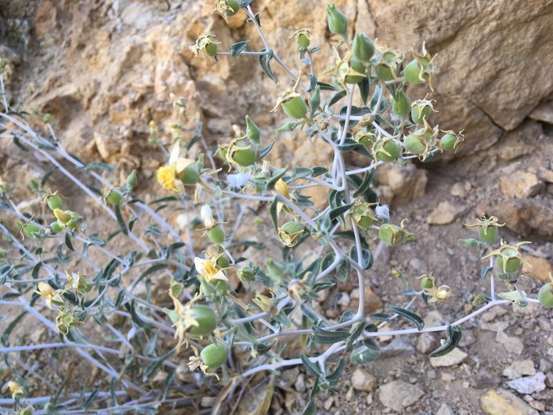Mentzelia oreophila, photographed by Steve Matson