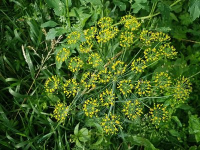 Anethum graveolens, photographed by Tomas Pocius