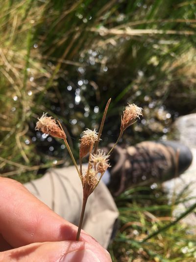 Fimbristylis thermalis, photographed by Steve Matson