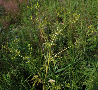 Ranunculus pensylvanicus, photographed by aarongunnar