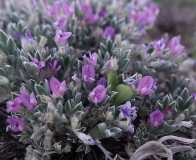 Astragalus sericoleucus, photographed by Colin Croft