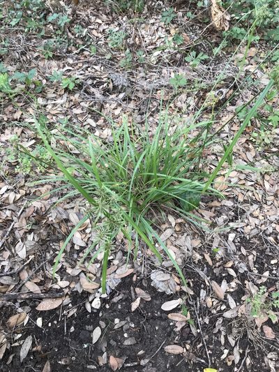 Cyperus pseudothyrsiflorus, photographed by lanechaffin