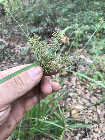 Cyperus pseudothyrsiflorus, photographed by lanechaffin