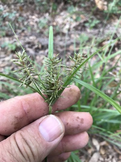 Cyperus pseudothyrsiflorus, photographed by lanechaffin