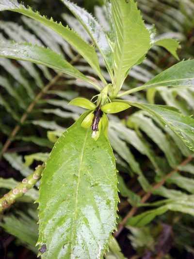 Sclerotheca viridiflora, photographed by Peter de Lange