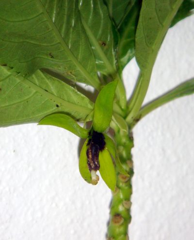 Sclerotheca viridiflora, photographed by Peter de Lange