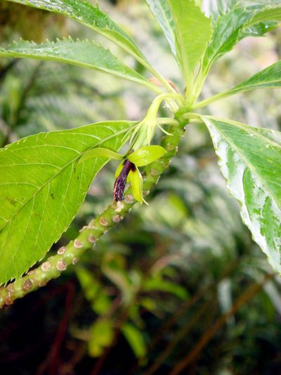 Sclerotheca viridiflora, photographed by Peter de Lange