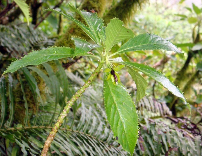Sclerotheca viridiflora, photographed by Peter de Lange