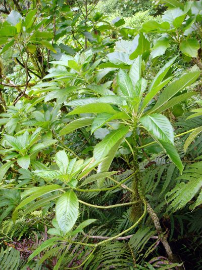 Sclerotheca viridiflora, photographed by Peter de Lange