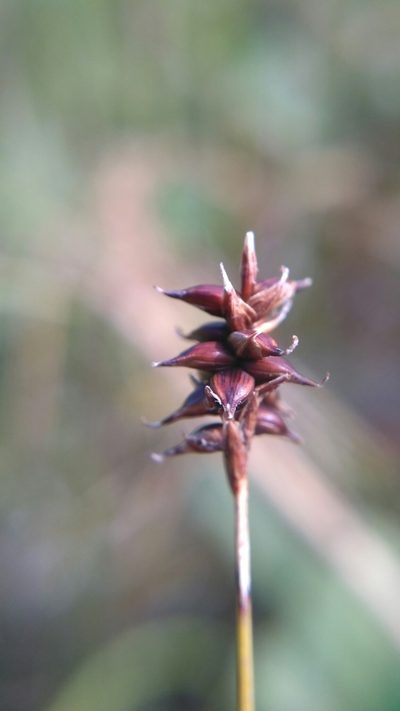 Carex dioica, photographed by Sigitas Juzėnas