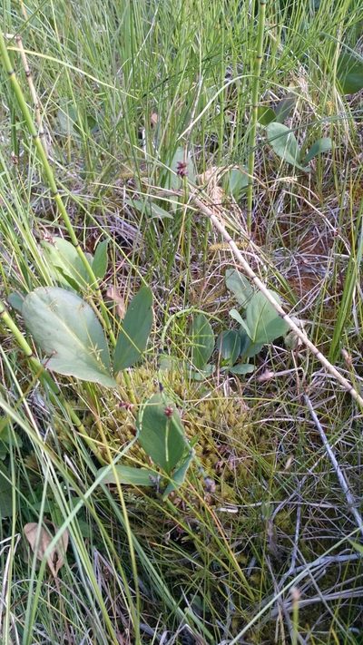 Carex dioica, photographed by Sigitas Juzėnas