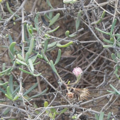 Palafoxia linearis, photographed by Bill Levine