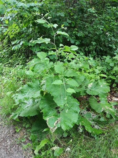 Arctium nemorosum, photographed by Jens-Christian Svenning