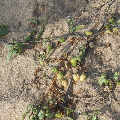 Physalis glabra, photographed by Bill Levine