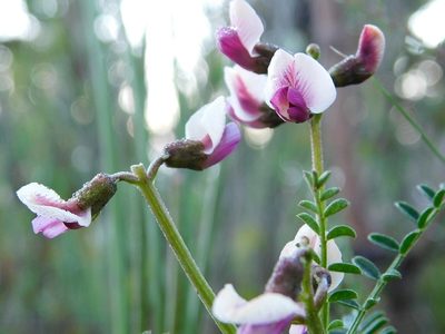 Lessertia pauciflora, photographed by Klaus Wehrlin