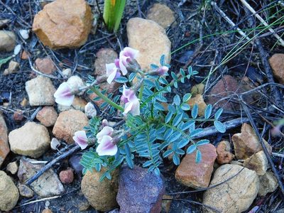 Lessertia pauciflora, photographed by Klaus Wehrlin