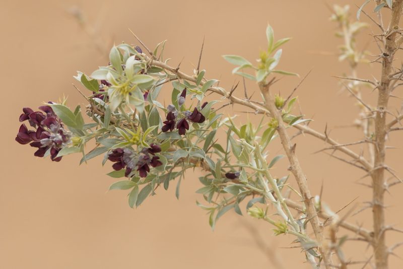 Sophora conollyi, photographed by Вячеслав Юсупов