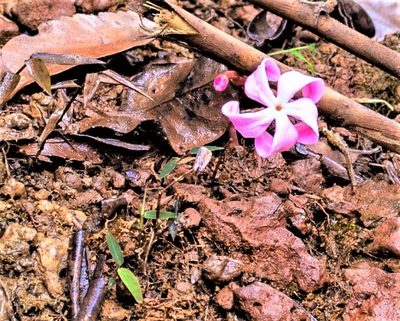 Voyria rosea, photographed by Gerry van Tonder