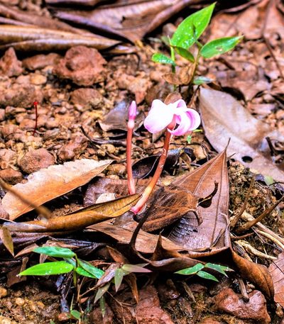 Voyria rosea, photographed by Gerry van Tonder