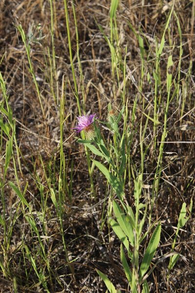 Centaurea trichocephala, photographed by Dmitriy Bochkov
