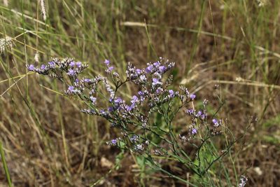 Limonium sareptanum, photographed by Dmitriy Bochkov