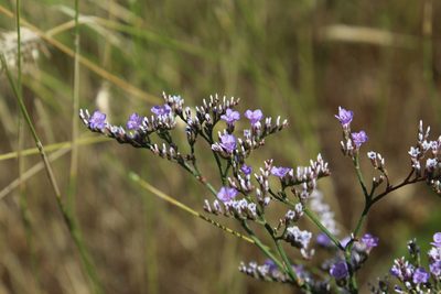 Limonium sareptanum, photographed by Dmitriy Bochkov
