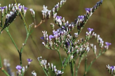 Limonium sareptanum, photographed by Dmitriy Bochkov