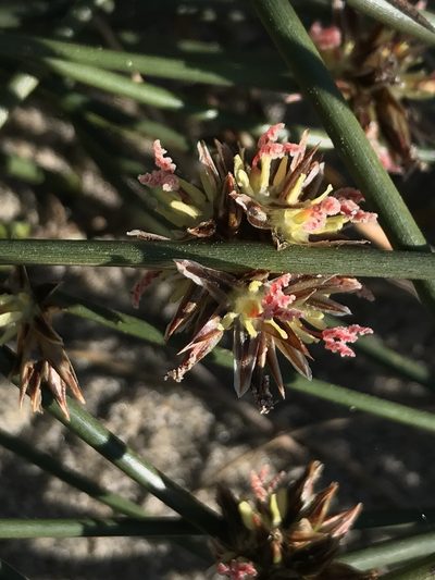 Juncus breweri, photographed by Aaron Liston
