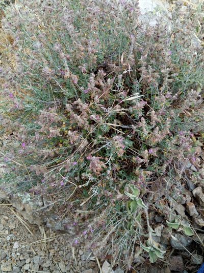 Teucrium marum, photographed by Karim Haddad